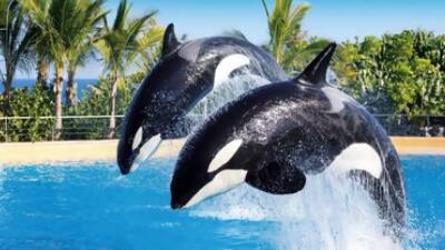 Teneriffa Loro Parque und Siam Park Kombi-Tickets